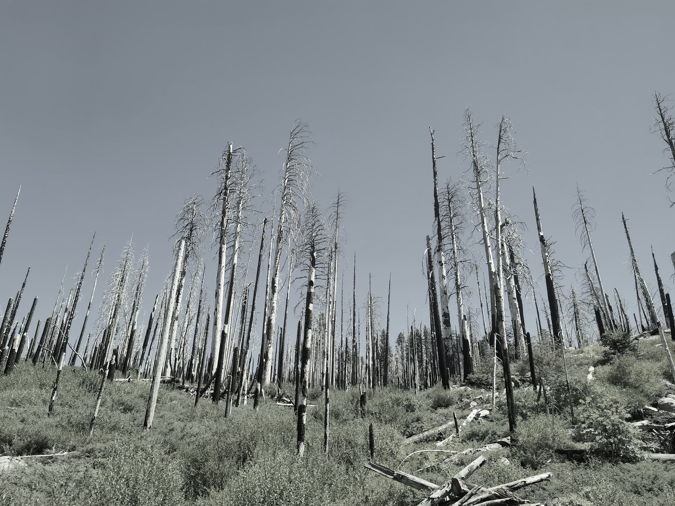 A stand of bare saplings photographed in flat summer light, standing upright